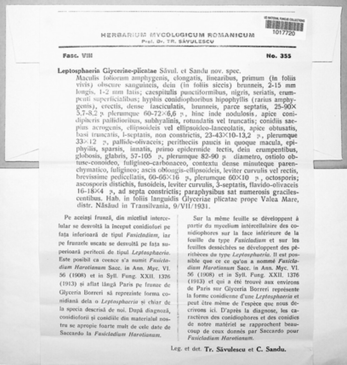Phaeosphaeria glyceriae-plicatae image